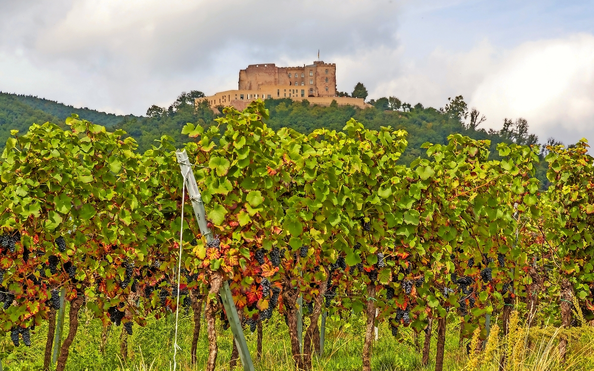 Hambacher Schloss an der Deutschen Weinstrasse