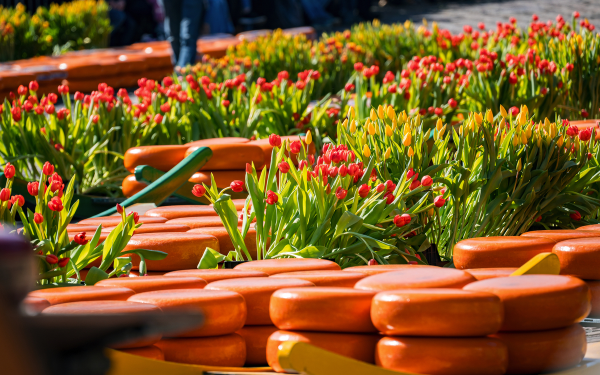 Käselaibe zwischen roten Tulpen auf dem Käsemarkt in Alkmaar