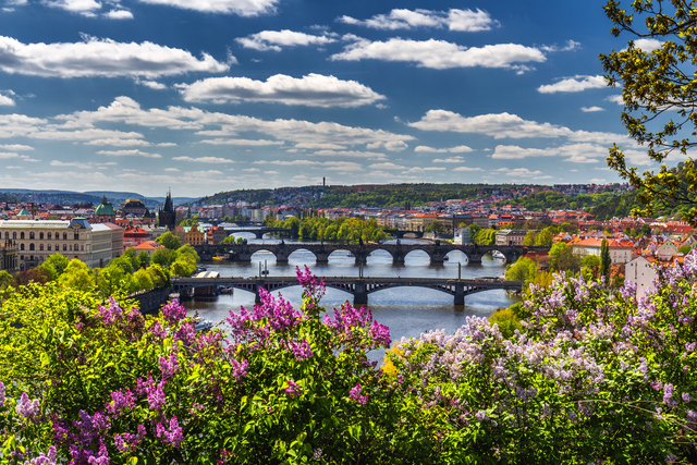 blühender Fliederbusch vor der Moldau und der Karlsbrücke