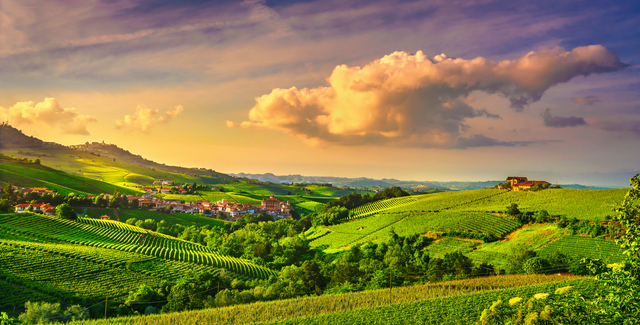 Blick auf die Weinberge der Langhe