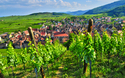 malerisches Dorf von Riquewihr im Elsass, Frankreich
