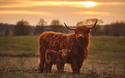 schottische Highlandrinder