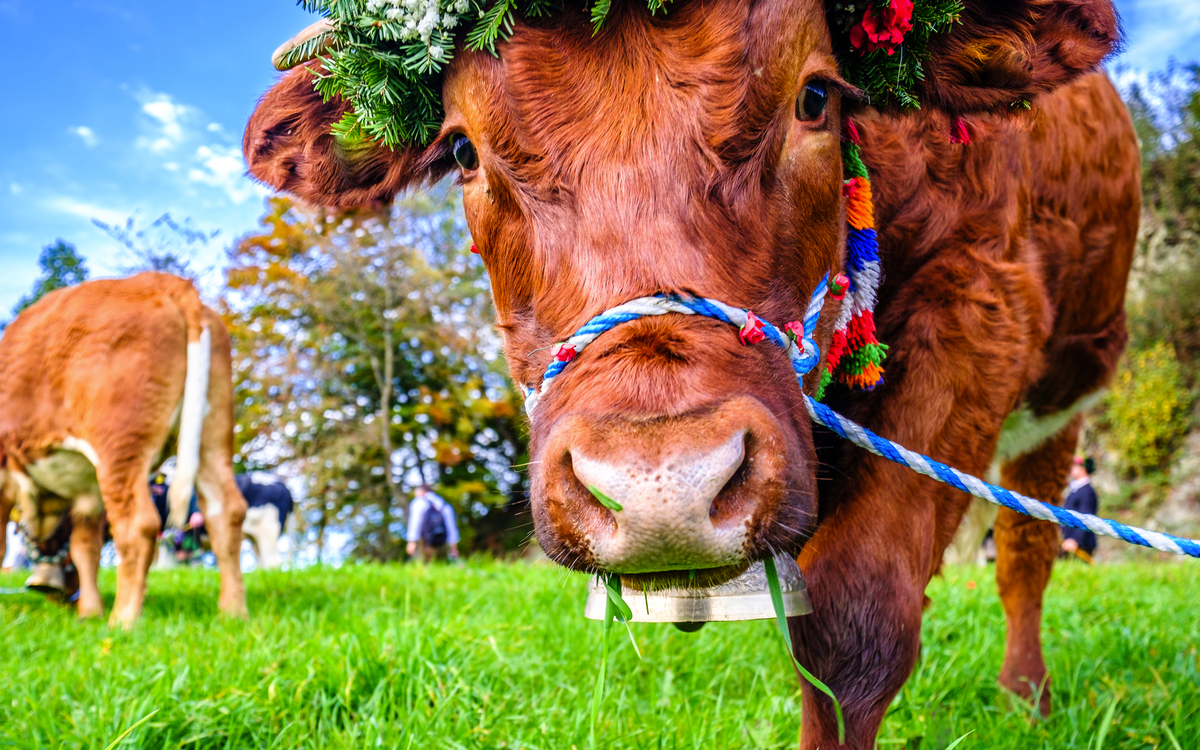 Almabtrieb im Tiroler Bauernherbst…