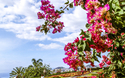 Madeira Botanical Garden