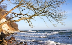 Küste mit Kieselsteinen, Baum und Wellen bei sonnigem Wetter.