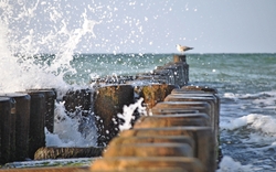 Wellen brechen an einer Holzbarriere im Meer, Möwe sitzt am Ende.