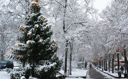 Verschneite Brunnenallee im Winter mit geschmücktem Weihnachtsbaum.