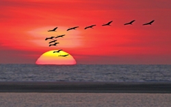 Sonnenuntergang am Meer mit fliegenden Vögeln am Horizont.