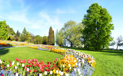 Blumenbeet im Park mit bunten Tulpen und Bäumen unter blauem Himmel.