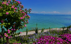 Blumeninsel Mainau am Bodensee mit bunten Blumen im Vordergrund und Blick auf das Wasser.