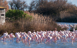 Gruppe Flamingos im Wasser vor einem Holzgebäude und Bäumen.