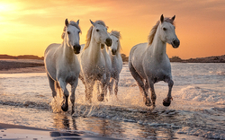 Vier weiße Pferde galoppieren im Wasser bei Sonnenuntergang.