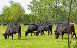 Schwarze Stiere grasen auf einer grünen Wiese in der Camargue, umgeben von Bäumen und Büschen.