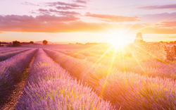 Sonnenuntergang über einem Lavendelfeld mit Ruinen im Hintergrund.