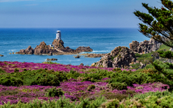 Küste mit Leuchtturm, umgeben von violetten Blumenfeldern und Felsen im Meer.
