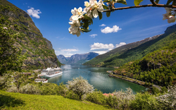 Fjordlandschaft mit Kreuzfahrtschiff und blühenden Bäumen im Vordergrund