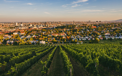 Weinberge mit Stadt im Hintergrund bei Sonnenuntergang