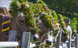 Kühe mit Blumenschmuck auf einem traditionellen Festumzug.