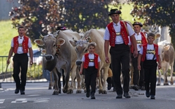 Männer und Jungen in traditioneller Kleidung leiten geschmückte Kühe auf einer Straße.