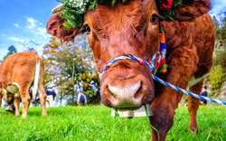 Kuh mit Blumenschmuck auf grüner Wiese, nahaufnahme.