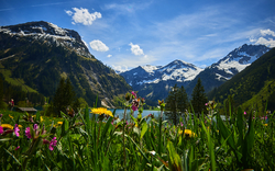 Berglandschaft mit Schneegipfeln, Blumenwiese im Vordergrund, blauer Himmel.