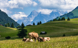 Kühe auf einer Almwiese vor Alpenkulisse an einem sonnigen Tag.