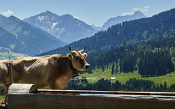 Eine Kuh vor Alpenlandschaft mit grünen Wiesen und Bergen im Hintergrund.
