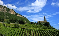 Weinberge mit Kirche und Berglandschaft im Hintergrund bei blauem Himmel.