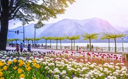 Blumenbeet am Seeufer mit Spaziergängern und Bergen im Hintergrund.