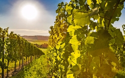 Weinreben in einem sonnigen Weinberg bei Sonnenuntergang.