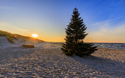 Sonnenuntergang am Strand mit Tannenbaum und Meer im Hintergrund.