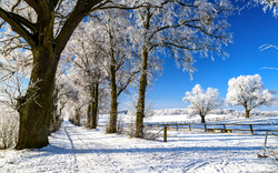 Schneebedeckter Weg mit gefrorenen Bäumen unter blauem Himmel.