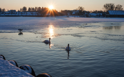 Schwäne auf einem zugefrorenen See bei Sonnenaufgang im Winter.