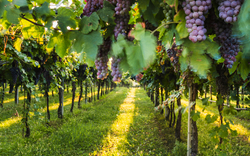 Weinreben mit reifen Trauben in einem sonnigen Weinberg.