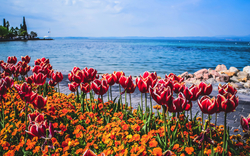 Rote Tulpen und orange Blumen am Seeufer mit blauem Wasser im Hintergrund.
