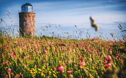 Backsteinturm in blühender Wiese unter blauem Himmel.