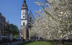 Blühende Bäume vor der Thomaskirche in Leipzig im Frühling.