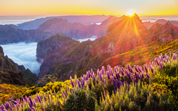 Landschaft bei Sonnenaufgang mit Bergen und violetten Blumen.